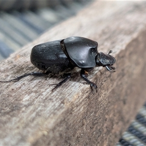 Onthophagus binodis (Dung beetle) at Franklin, ACT - 11 Feb 2025 by chriselidie