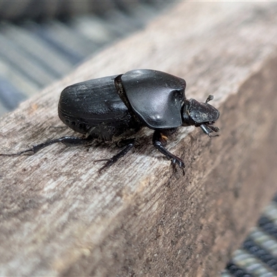 Onthophagus binodis by chriselidie