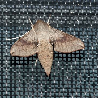 Hippotion scrofa (Coprosma Hawk Moth) at Higgins, ACT - 2 Feb 2025 by AlisonMilton