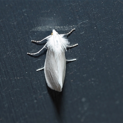 Tipanaea patulella (The White Crambid moth) at Higgins, ACT - 9 Feb 2025 by AlisonMilton