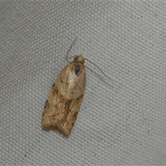 Epiphyas postvittana (Light Brown Apple Moth) at Higgins, ACT - 9 Feb 2025 by AlisonMilton