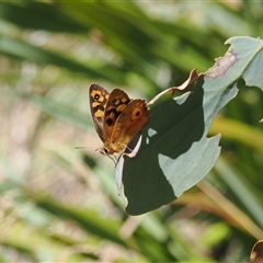 Heteronympha penelope (Shouldered Brown) at Cotter River, ACT - 3 Feb 2025 by RAllen