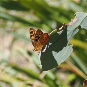 Heteronympha penelope (Shouldered Brown) at Cotter River, ACT - 3 Feb 2025 by RAllen