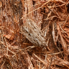 Barea (genus) (A concealer moth) at Downer, ACT - 10 Feb 2025 by RobertD