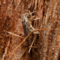 Barea (genus) at Downer, ACT - 10 Feb 2025 12:59 PM