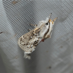 Porela delineata (Lined Porela) at Higgins, ACT - 9 Feb 2025 by AlisonMilton