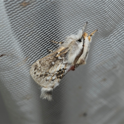 Porela delineata (Lined Porela) at Higgins, ACT - 9 Feb 2025 by AlisonMilton