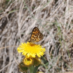 Oreixenica orichora at Cotter River, ACT - 3 Feb 2025 by RAllen