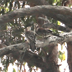 Anthochaera paradoxa at Eaglehawk Neck, TAS - 11 Feb 2025 by JimL