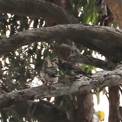 Anthochaera paradoxa at Eaglehawk Neck, TAS - 11 Feb 2025 02:17 PM