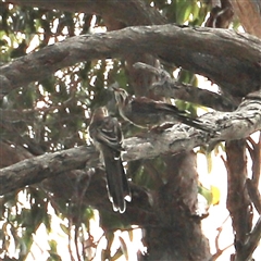 Anthochaera paradoxa at Eaglehawk Neck, TAS - 11 Feb 2025 02:17 PM