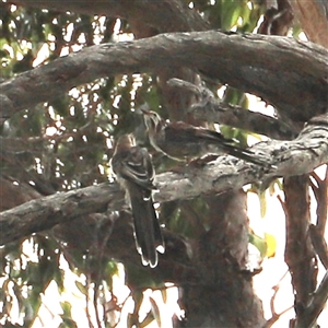 Anthochaera paradoxa at Eaglehawk Neck, TAS - 11 Feb 2025 02:17 PM