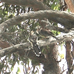 Anthochaera paradoxa at Eaglehawk Neck, TAS - 11 Feb 2025 02:17 PM