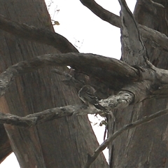 Anthochaera paradoxa at Eaglehawk Neck, TAS - 11 Feb 2025 02:17 PM