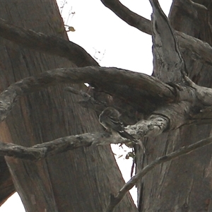 Anthochaera paradoxa at Eaglehawk Neck, TAS - 11 Feb 2025 02:17 PM