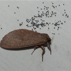 Elhamma australasiae (A Swift or Ghost moth (Hepialidae)) at Higgins, ACT - 9 Feb 2025 by AlisonMilton