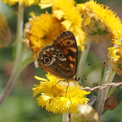 Oreixenica correae (Orange Alpine Xenica) at Cotter River, ACT - 3 Feb 2025 by RAllen