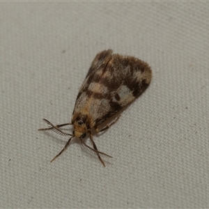 Anestia ombrophanes (Clouded Footman) at Higgins, ACT - 9 Feb 2025 by AlisonMilton