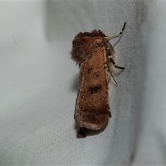 Agrotis porphyricollis (Variable Cutworm) at Higgins, ACT - 9 Feb 2025 by AlisonMilton