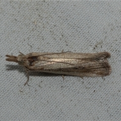 Faveria tritalis (Couchgrass Webworm) at Higgins, ACT - 9 Feb 2025 by AlisonMilton