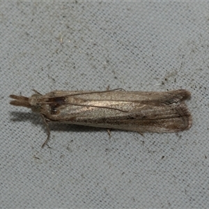 Faveria tritalis (Couchgrass Webworm) at Higgins, ACT - 9 Feb 2025 by AlisonMilton