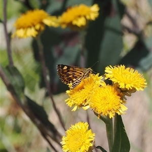 Hesperilla munionga (Alpine Sedge-Skipper) at Cotter River, ACT - 3 Feb 2025 by RAllen