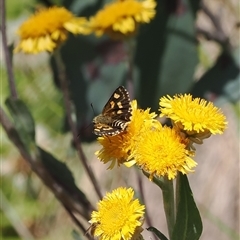 Hesperilla munionga at Cotter River, ACT - 3 Feb 2025 11:33 AM