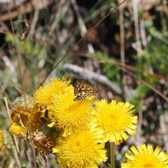 Hesperilla munionga at Cotter River, ACT - 3 Feb 2025 11:33 AM