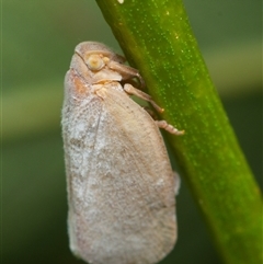 Anzora unicolor (Grey Planthopper) at Downer, ACT - 11 Feb 2025 by RobertD