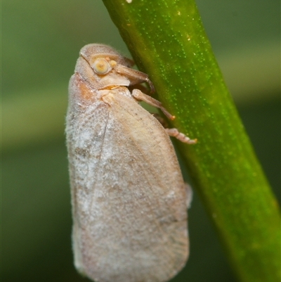 Anzora unicolor (Grey Planthopper) at Downer, ACT - 11 Feb 2025 by RobertD