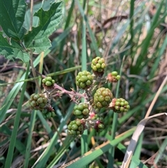 Rubus anglocandicans (Blackberry) at Yarralumla, ACT - 28 Jan 2025 by jklem621