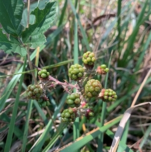 Rubus anglocandicans at Yarralumla, ACT - 28 Jan 2025 11:15 AM