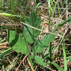 Rubus anglocandicans at Yarralumla, ACT - 28 Jan 2025 11:15 AM