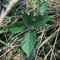 Rubus anglocandicans at Yarralumla, ACT - 28 Jan 2025 11:15 AM