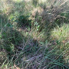 Rubus anglocandicans at Yarralumla, ACT - 28 Jan 2025 11:15 AM