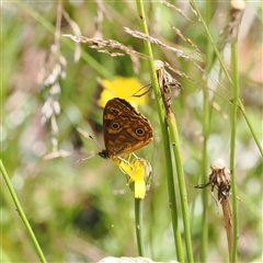 Oreixenica correae at Cotter River, ACT - 3 Feb 2025 by RAllen