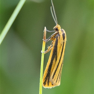 Phaeophlebosia furcifera (Forked Footman) at Brindabella, NSW - 5 Feb 2025 by JRCNM