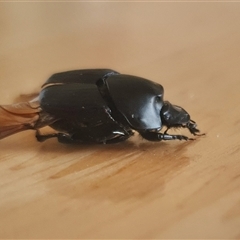 Onthophagus australis at Yass River, NSW - 10 Feb 2025 by SenexRugosus