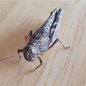 Peakesia hospita (Common Peakesia Grasshopper) at Yass River, NSW - 9 Feb 2025 by SenexRugosus