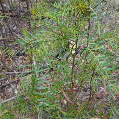 Polyscias sambucifolia subsp. Short leaflets (V.Stajsic 196) Vic. Herbarium (Elderberry Panax, Ornamental Ash, Elderberry Ash) at Snowball, NSW - 27 Nov 2024 by RobG1