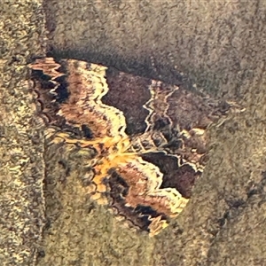 Chrysolarentia lucidulata at Brindabella, NSW - 4 Feb 2025 06:21 PM