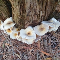 Omphalotus nidiformis (Ghost Fungus) at Penrose, NSW - 11 Feb 2025 by Aussiegall