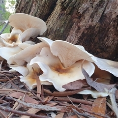 Omphalotus nidiformis at Penrose, NSW - suppressed