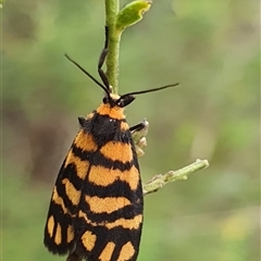 Asura lydia (Lydia Lichen Moth) at Penrose, NSW - 9 Feb 2025 by Aussiegall