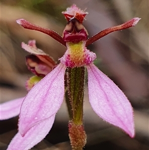 Eriochilus magenteus (Magenta Autumn Orchid) at Palerang, NSW - 9 Feb 2025 by Bubbles