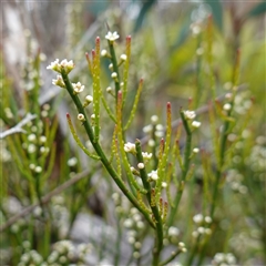 Choretrum pauciflorum (Dwarf Sour Bush) at Snowball, NSW - 27 Nov 2024 by RobG1