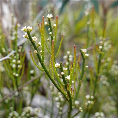 Choretrum pauciflorum (Dwarf Sour Bush) at Snowball, NSW - 27 Nov 2024 by RobG1