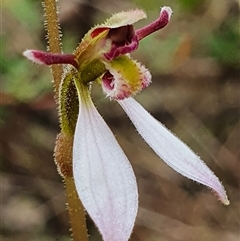 Eriochilus magenteus (Magenta Autumn Orchid) at Palerang, NSW - 9 Feb 2025 by Bubbles