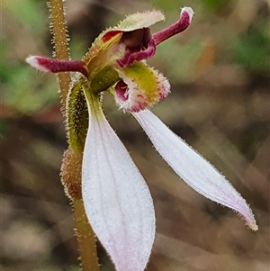 Eriochilus magenteus at Palerang, NSW - suppressed