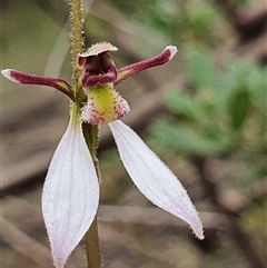 Eriochilus magenteus at Palerang, NSW - suppressed